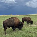 Cheyenne