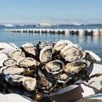 Oysters