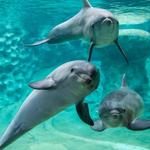 Georgia Aquarium