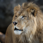 Houston Zoo