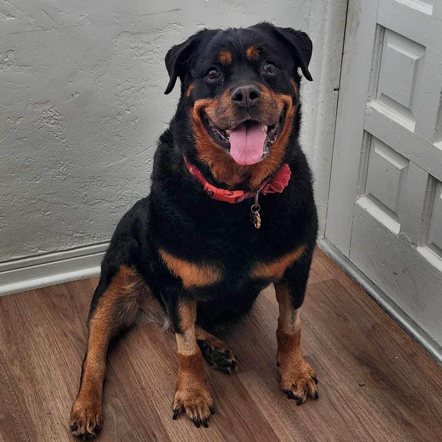 Rest in peace, pretty girl Riley- January 2024