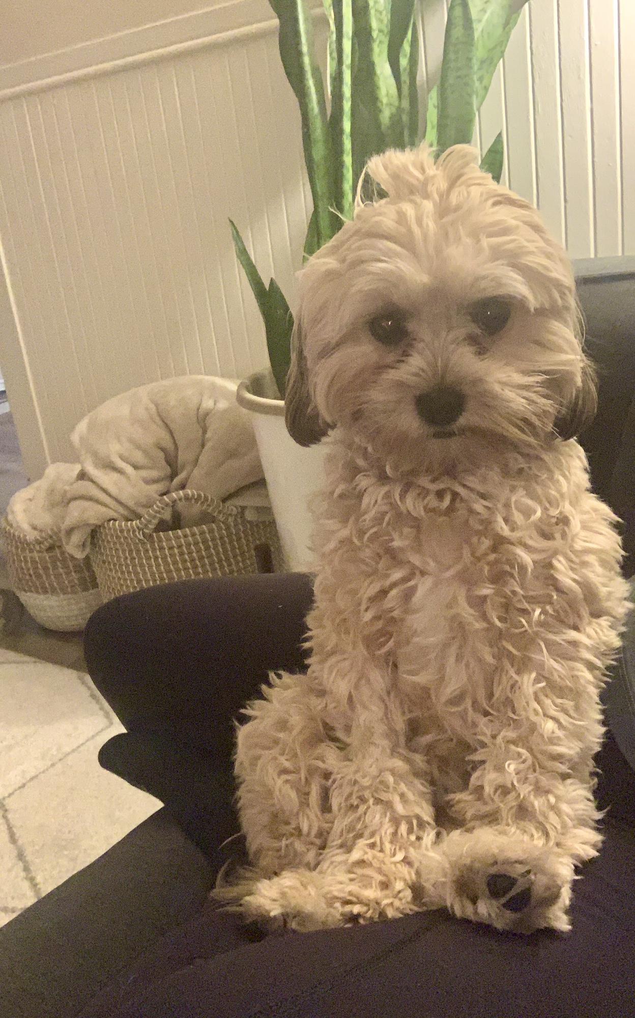 Pippa the perfect Angel