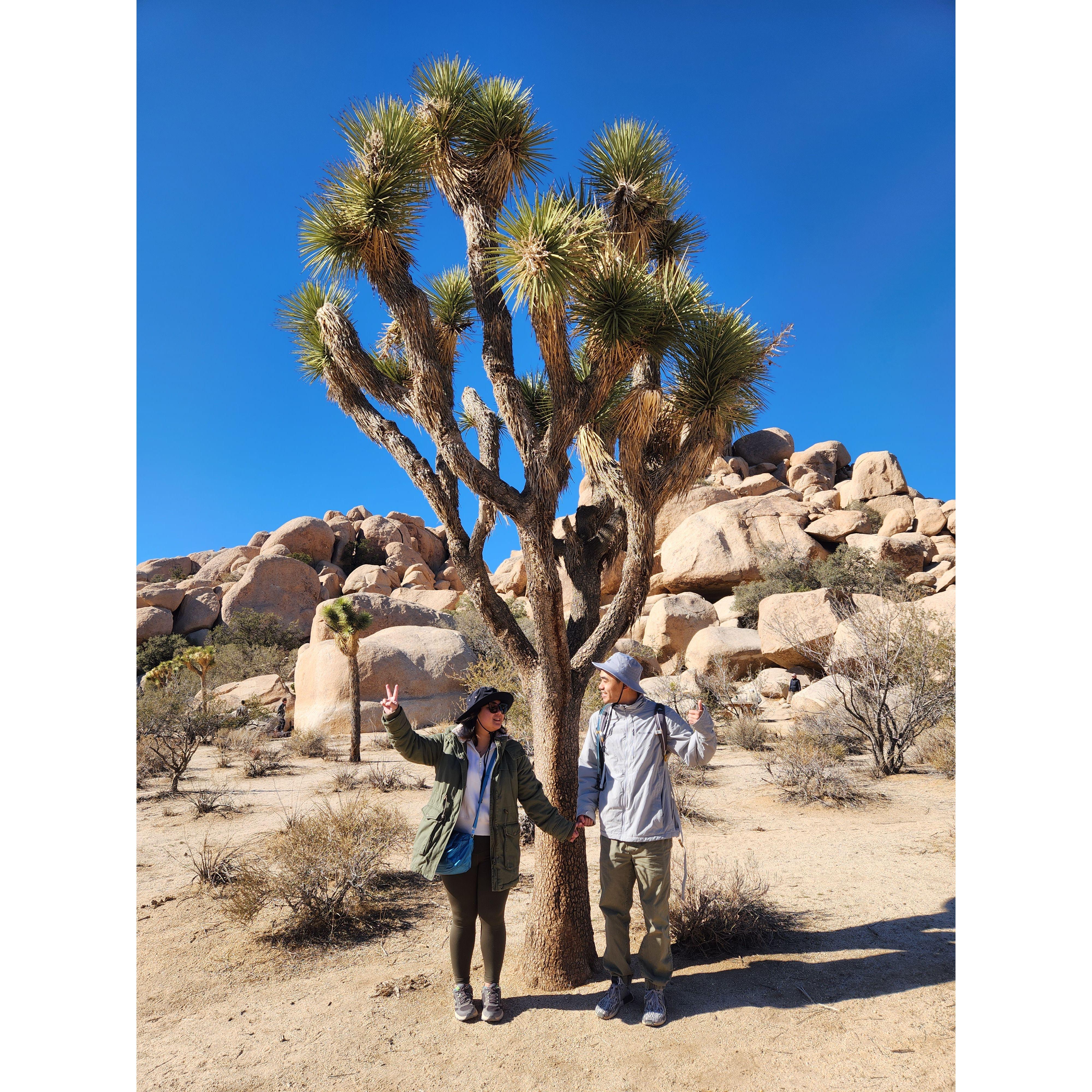 Joshua Tree