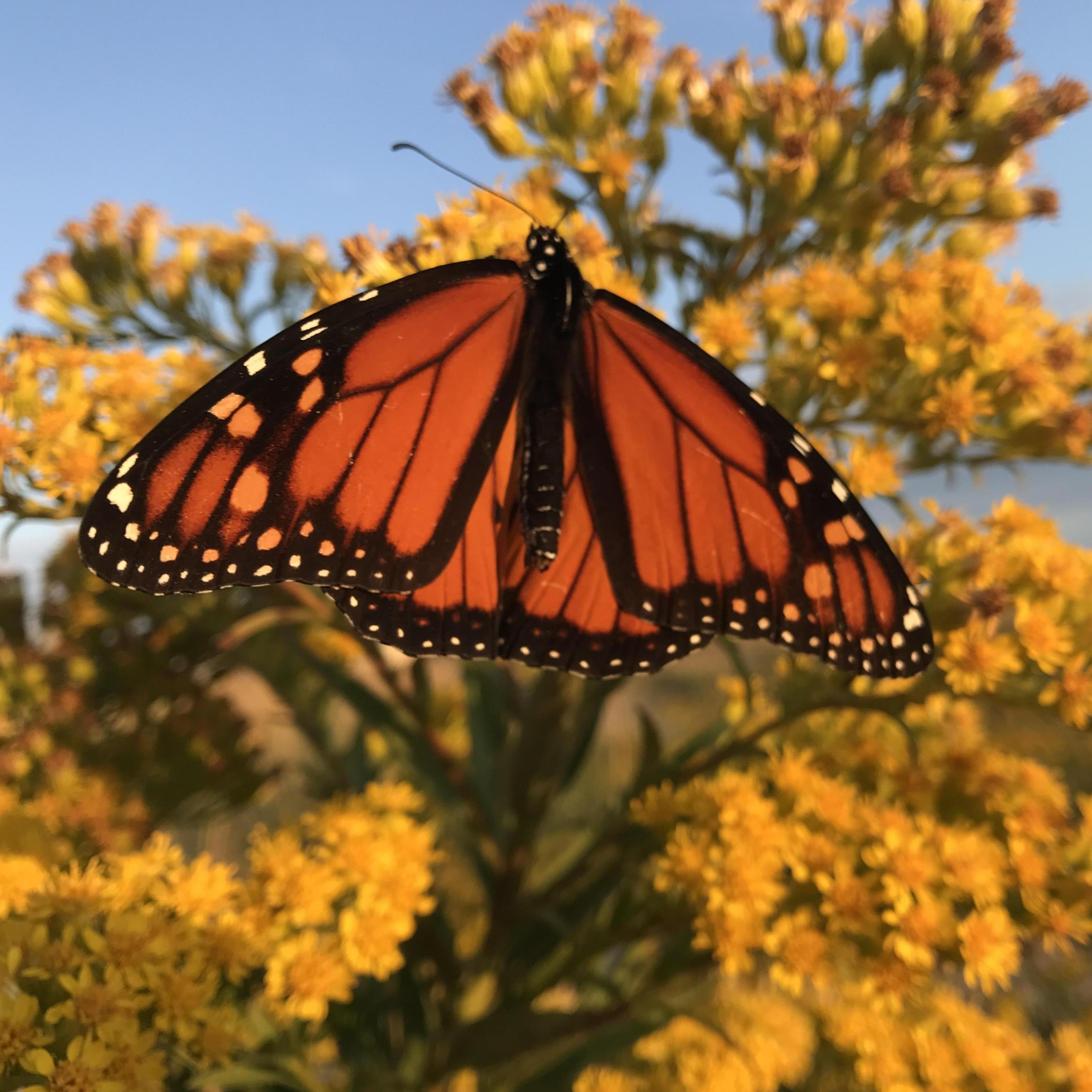 Monarch butterfly at Salisbury beach