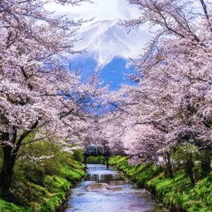 Honeymoon in Japan