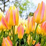 Things to Do in Holland