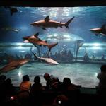 Oklahoma Aquarium