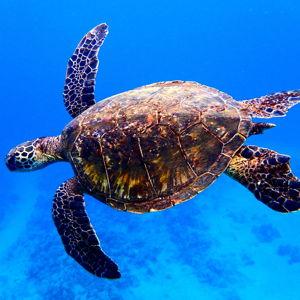 Snorkeling Excursion to Molokini Crater & Turtle Bay