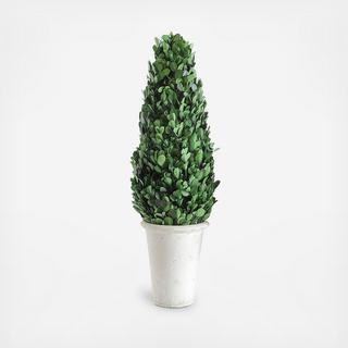 Secret Garden Boxwood Cone Shaped Topiary