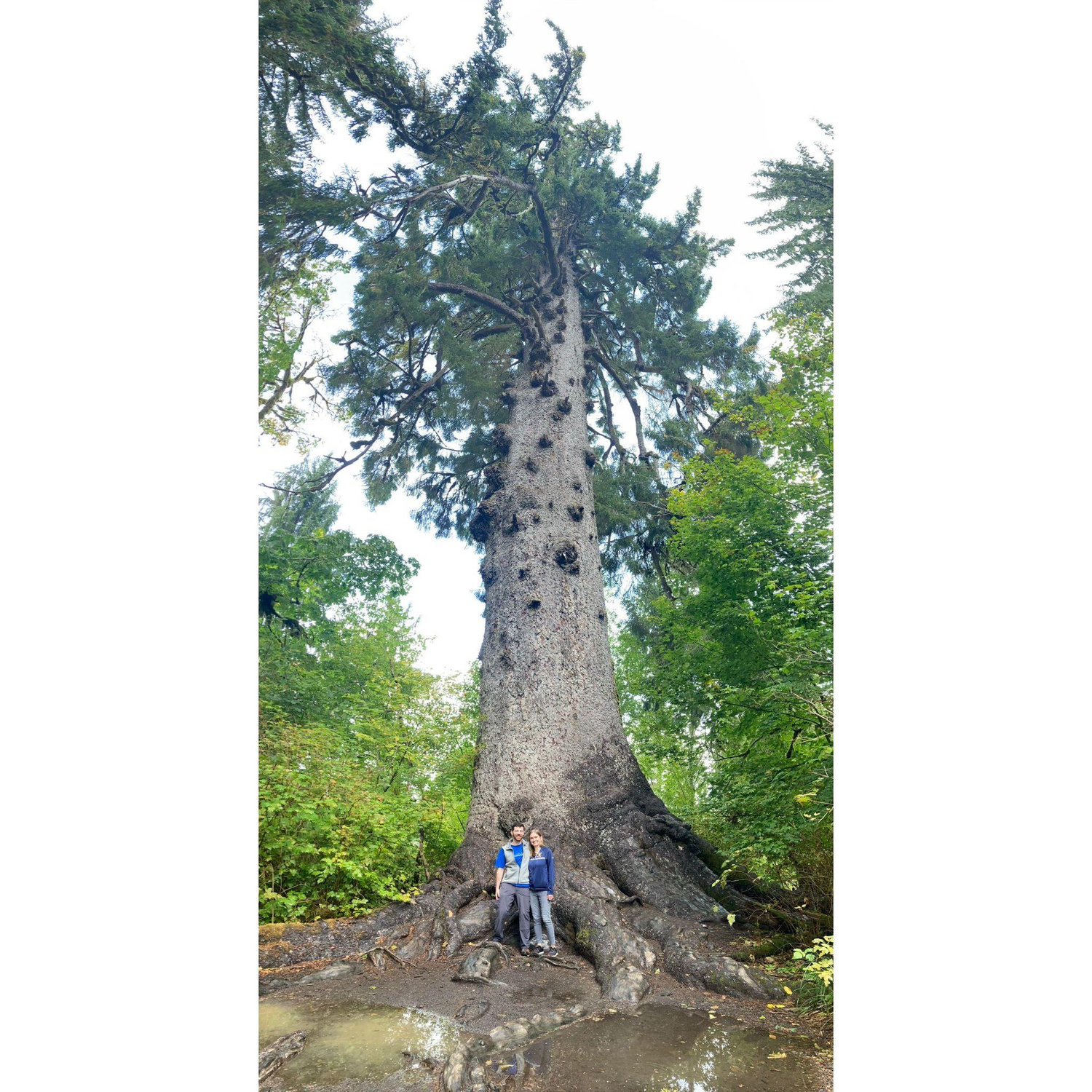 Quinault Rainforest, Olympic National Park
