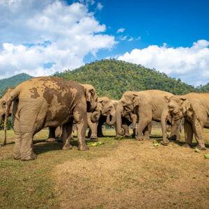 Thailand Elephant Sanctuary Honeymoon