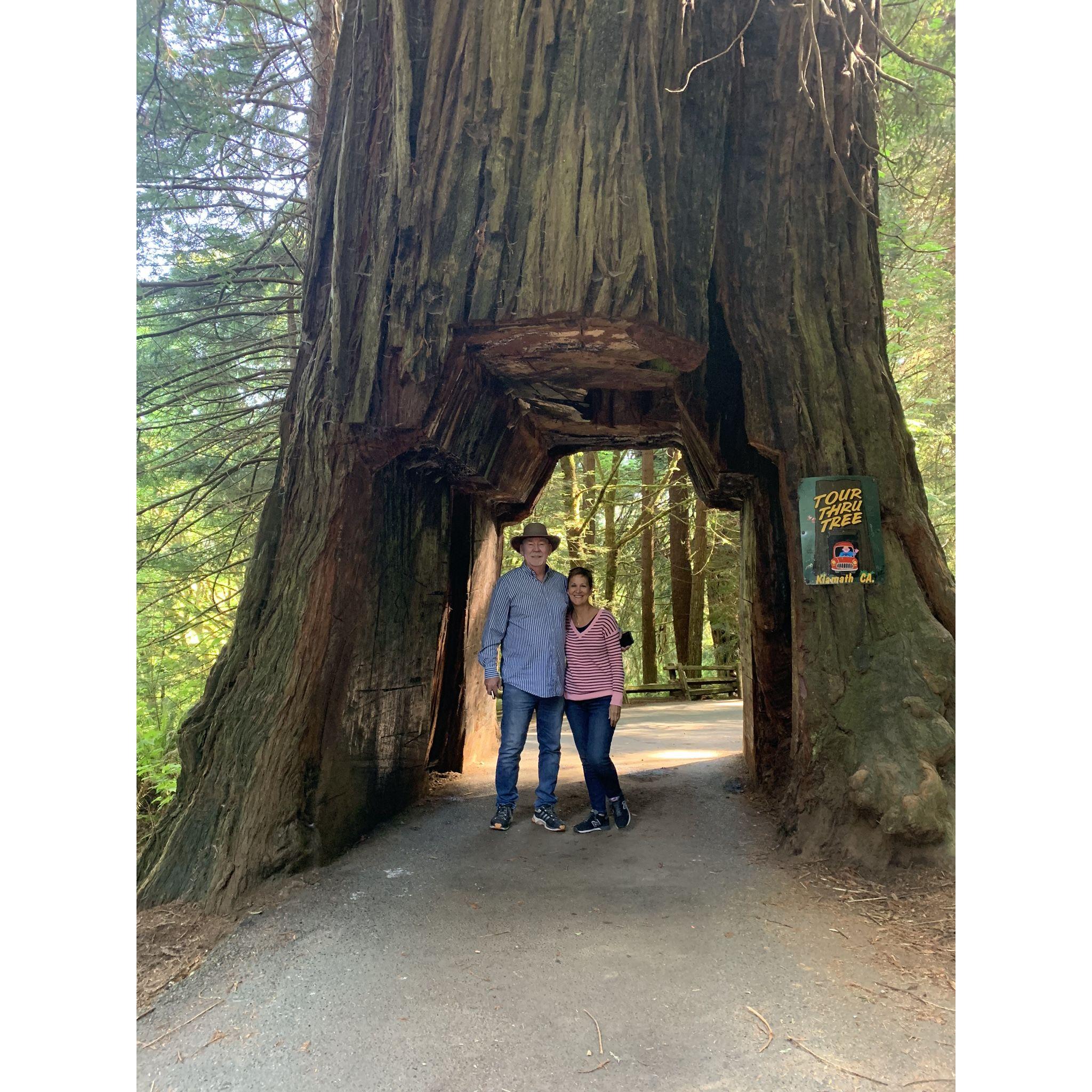 Redwood Forrest