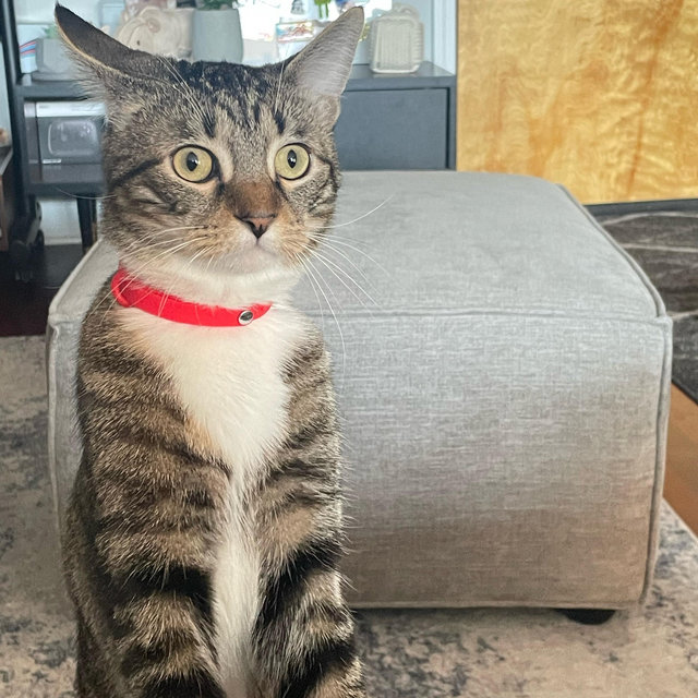Sesame's Adventure Playground Fund