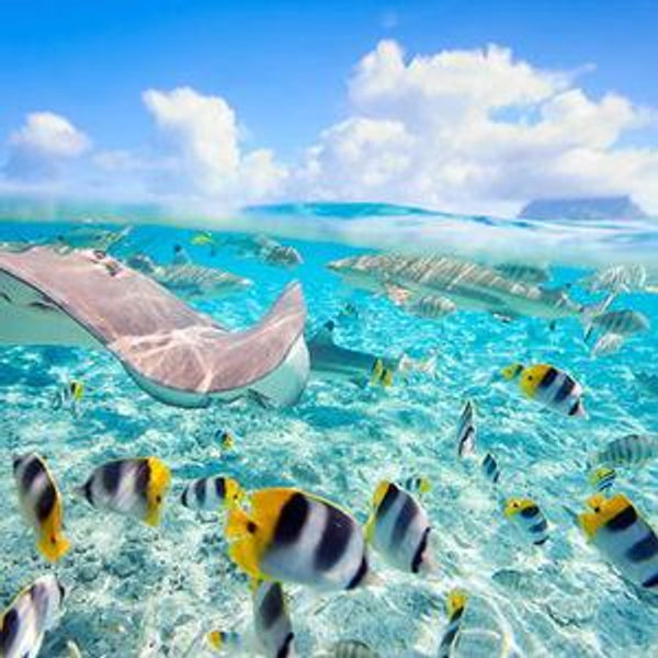 Snorkeling