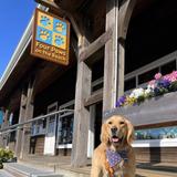 Four Paws on the Beach
