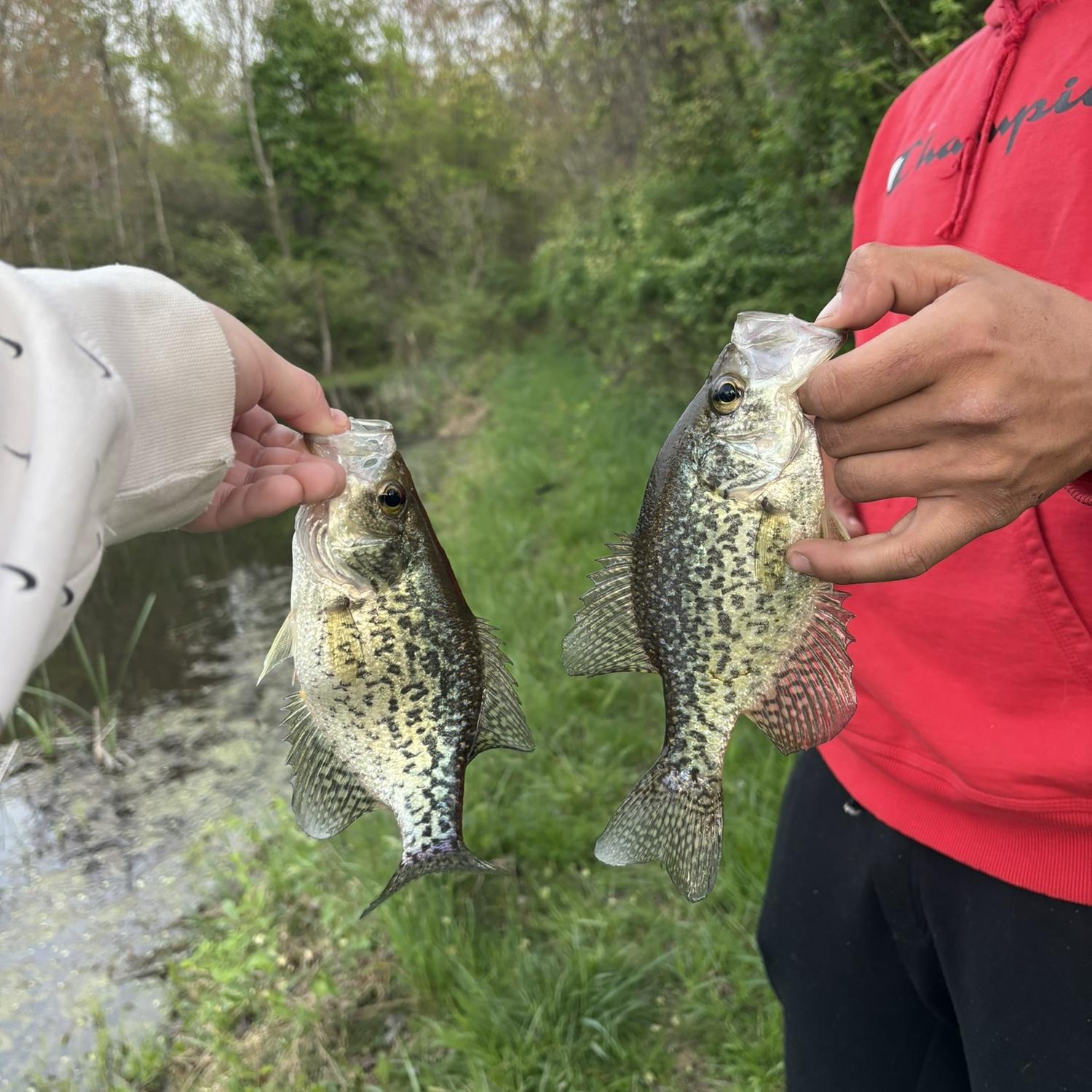 Doubling up on rock bass