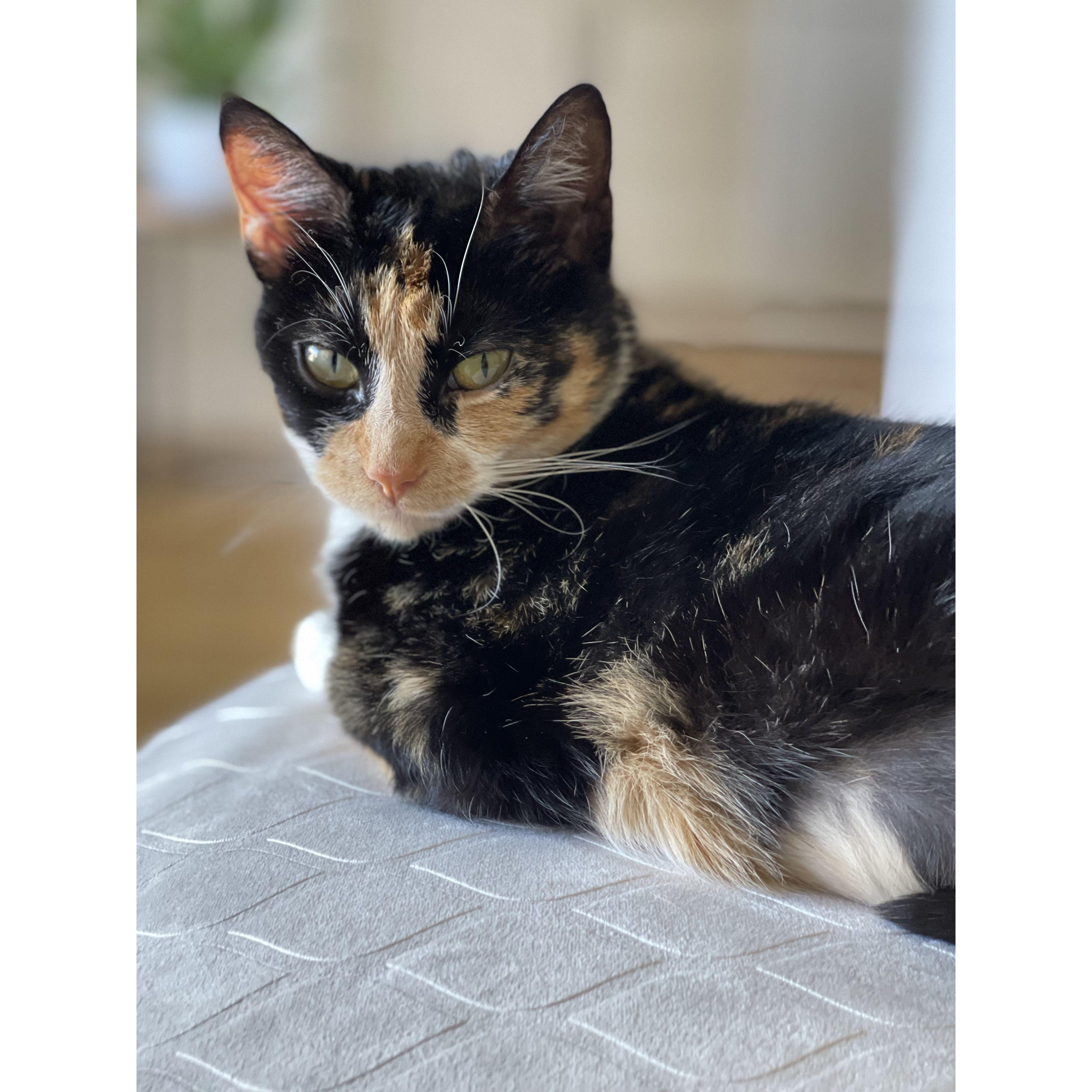 @misodacat