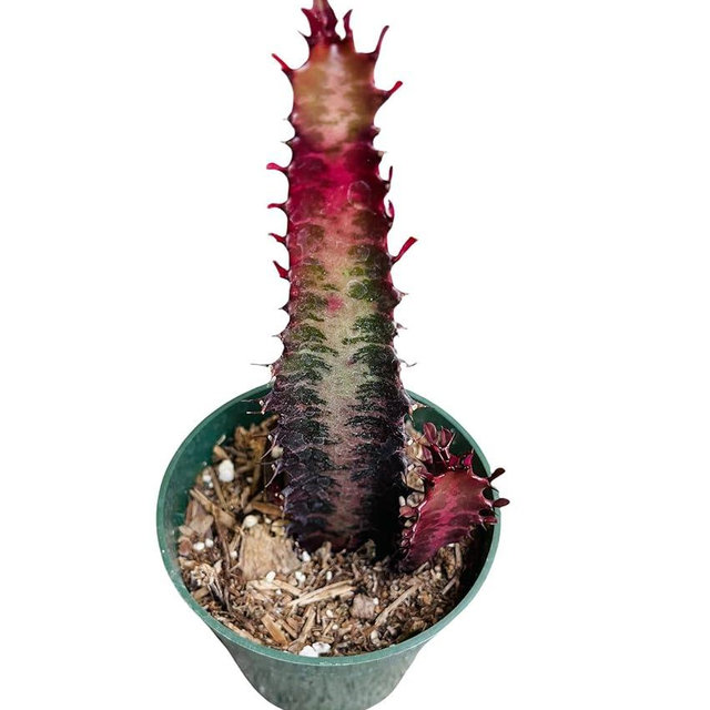FOLIAGEMS Live Succulent Cactus Plants from USKC (4" Pot) (Euphorbia Trigona Rubra/African Milk Treee)