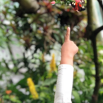 Cockrell Butterfly Center