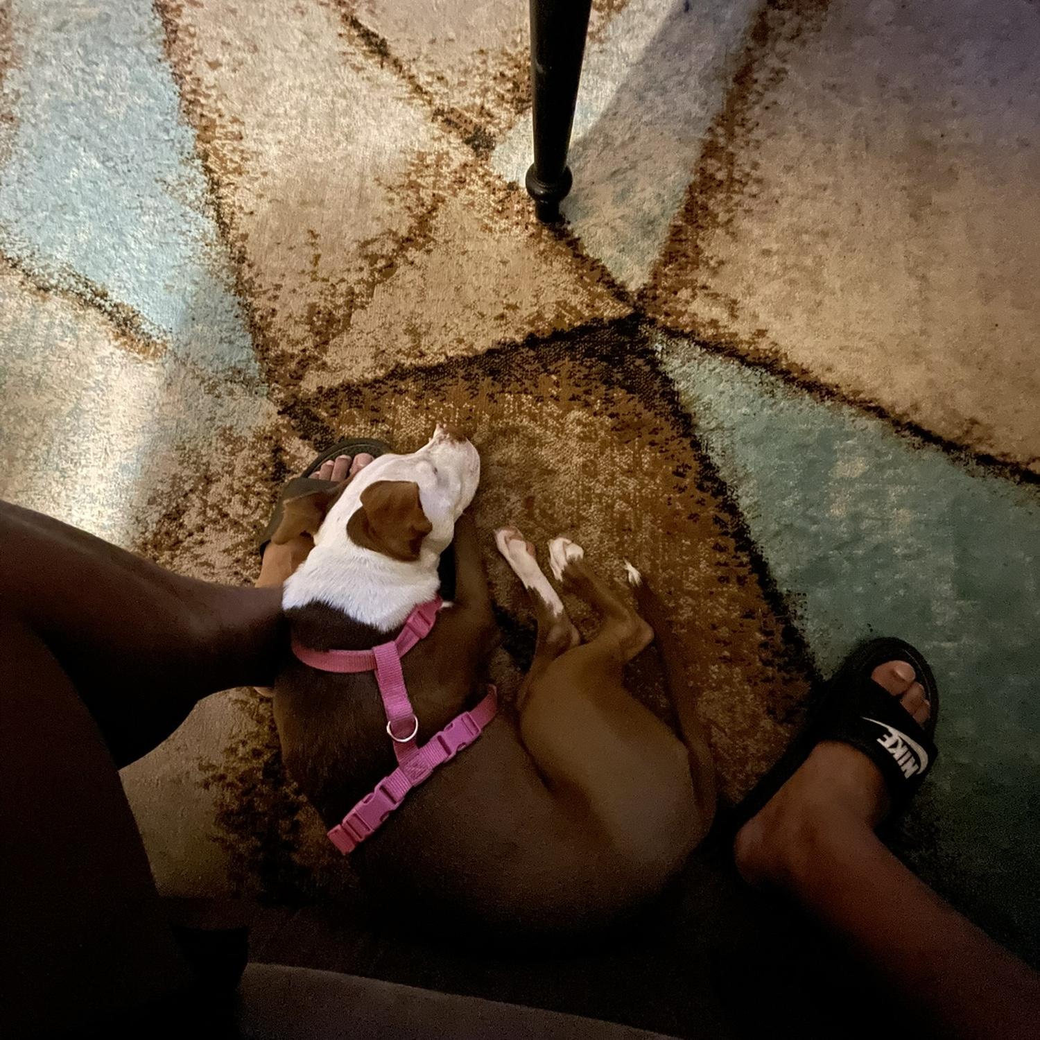 Napping at our feet per usual! Lol