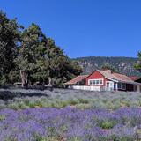 Pine Creek Lavender Farm Store and Cooking School