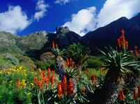 Kirstenbosch National Botanical Garden