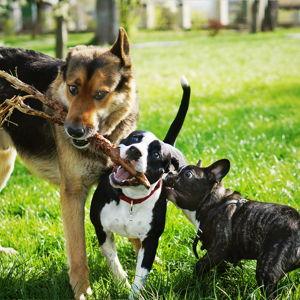 Donation to Anti Cruelty
