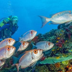 SCUBA in Mozambique