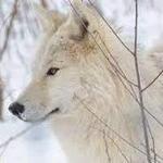 Wolf Sanctuary of PA