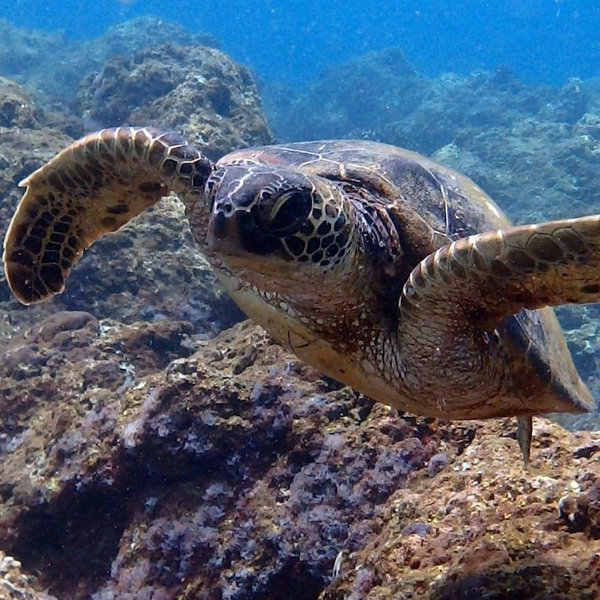 Guided Snorkeling Tour
