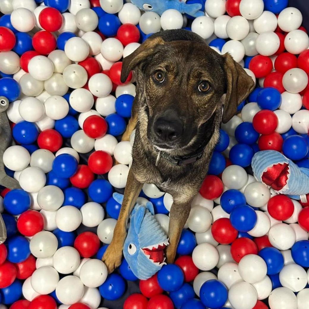 Our sweet girl, Carmen