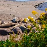 View the Elephant Seals