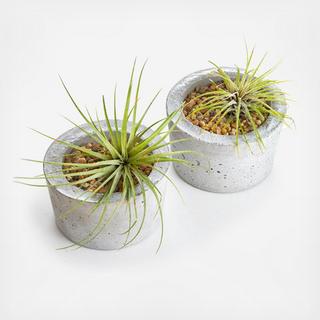 2-Piece Barrel Classic Planter with Air Plant Set