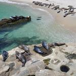 La Jolla Cove