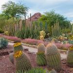 Desert Botanical Garden