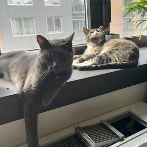 Greg & Lady's Cat Sitter for Wedding Weekend