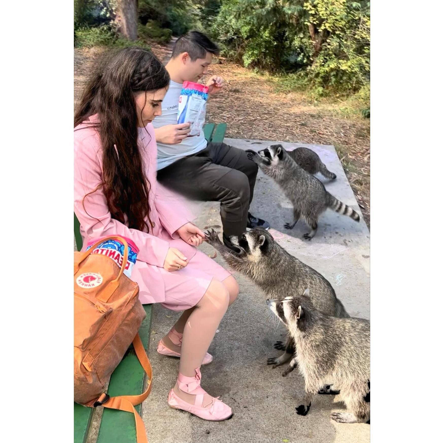 Finally, we saw raccoons!