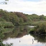 Wertheim National Wildlife Refuge