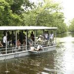 Swamp Tour