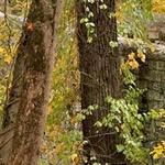 Rockefeller State Park Preserve