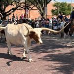Fort Worth Stockyards & Rodeo
