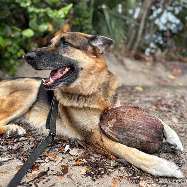 Scooby’s Toy Fund