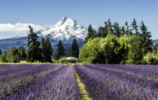 The Wedding Website of Ryan LaMarre and Carlie Martin