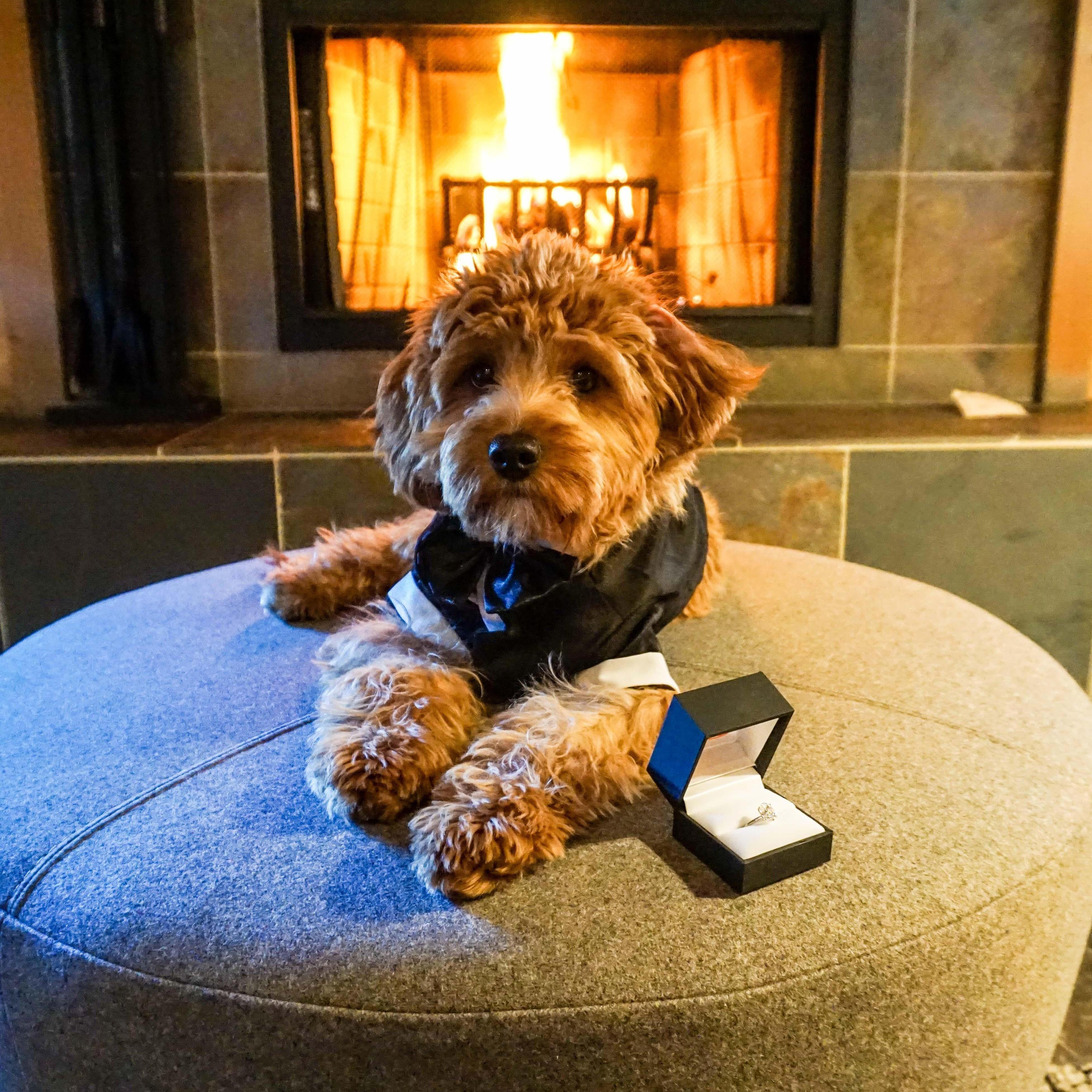 Remy was a VERY handsome wingman during Jeff's proposal :).