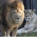 George H. Carroll Lion Habitat