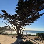 Carmel Beach