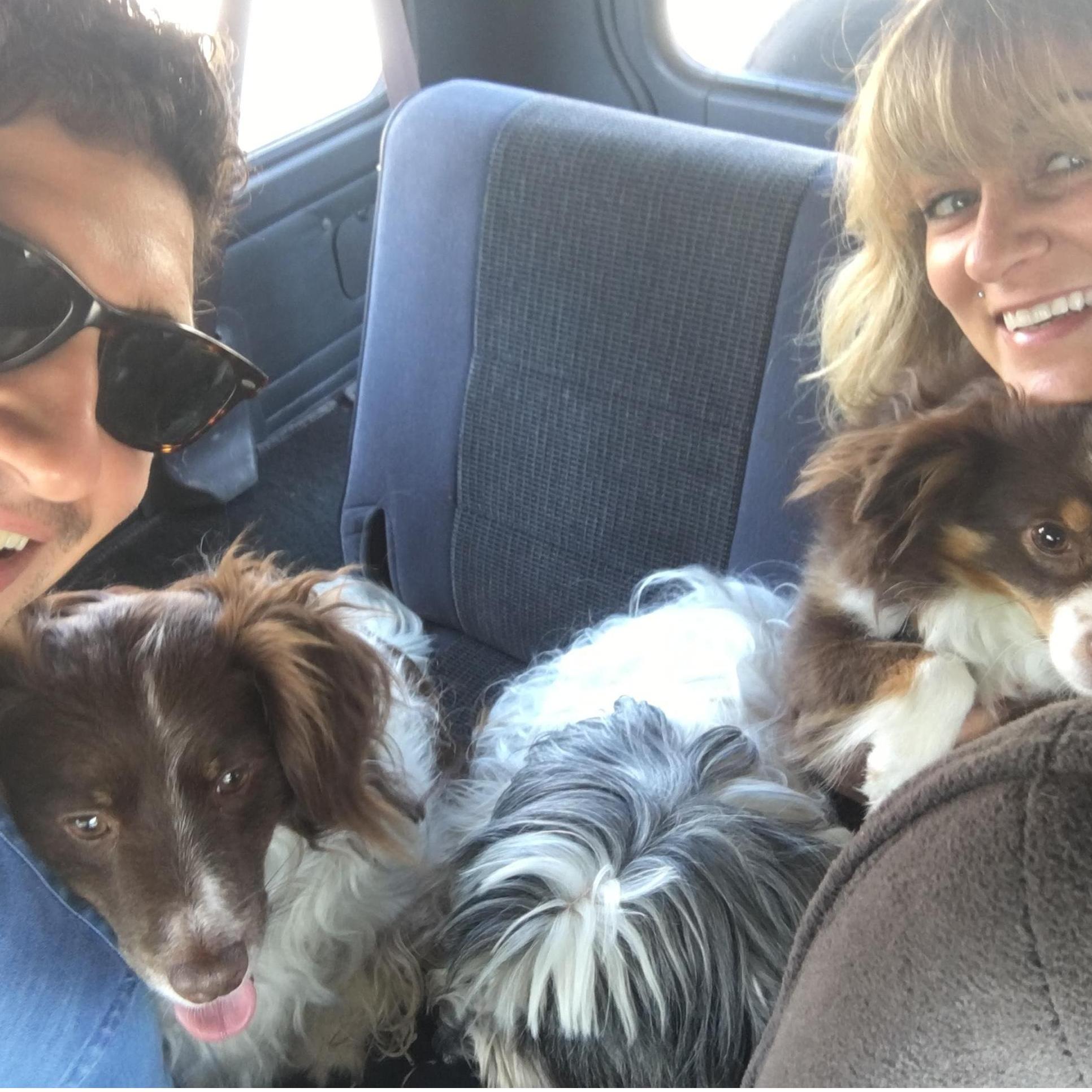 So many dogs!