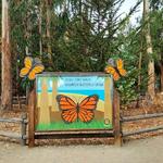 Monarch Butterfly Grove