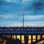 South Congress Bridge Bats