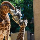 Greenville Zoo